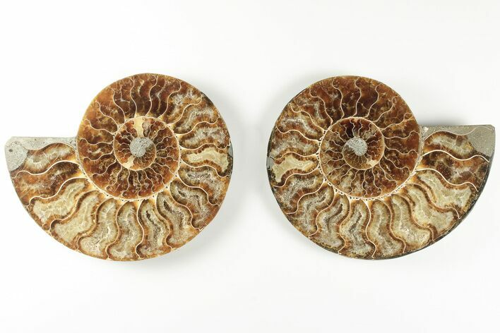 5.6" Cut & Polished, Agatized Ammonite Fossil - Madagascar